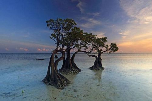 Loài 'cây nhảy múa' độc đáo trải dọc bãi biển đảo Sumba