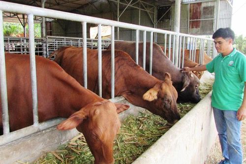 Phát triển chăn nuôi theo hướng trang trại quy mô lớn