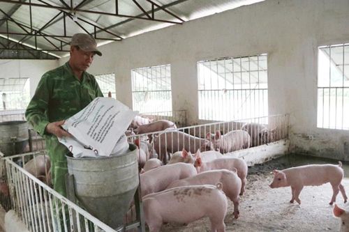 Giá lợn hơi liên tục giảm, thức ăn chăn nuôi vẫn tăng