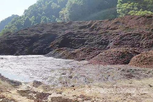 Xử lý dứt điểm ô nhiễm môi trường do sơ chế cà phê tại bản Đông Hưng