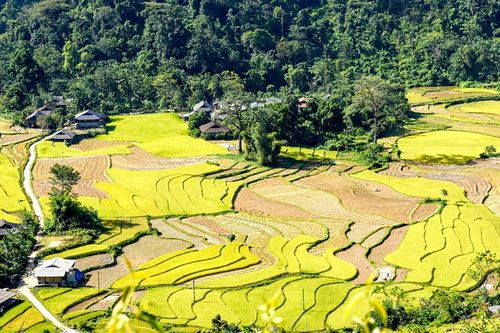 Mùa vàng nơi rẻo cao