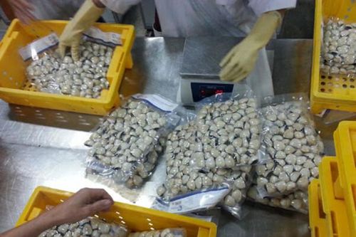 Xuất khẩu nghêu sang EU và Mỹ tăng mạnh