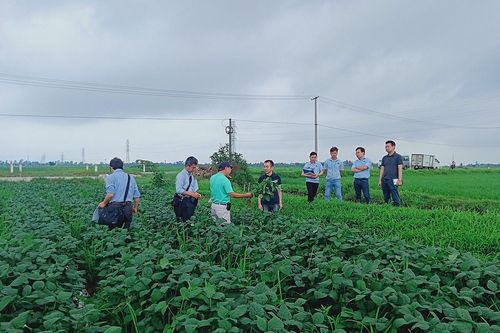 Giám đốc HTX giỏi việc tập thể, đảm việc nhà