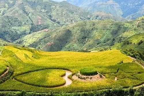'Bức tranh' Sơn La ngày mùa