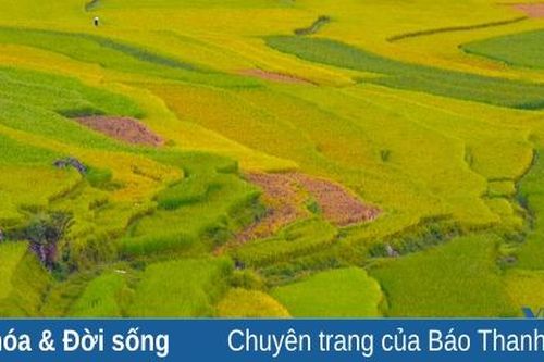 Say lòng với Pù Luông mùa lúa chín