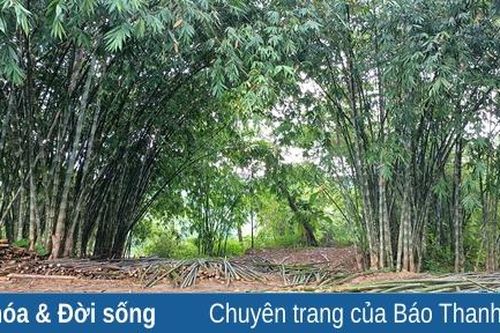 Lang Chánh đảm bảo vùng nguyên liệu cho các cơ sở chế biến lâm sản