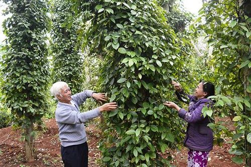 Duy trì cân nặng hợp lý cho người già