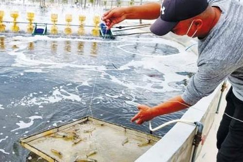 Kinh tế Thông tin thị trường Chuyển dần sang đường chính ngạch