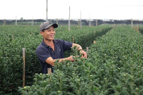 Các vựa hoa Hà Nội tất bật vào vụ sản xuất cuối năm