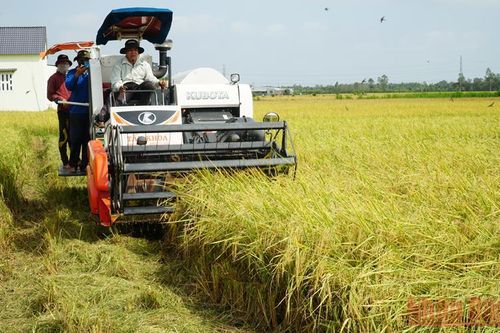 Sản xuất lúa khu vực Nam Bộ vượt qua khó khăn