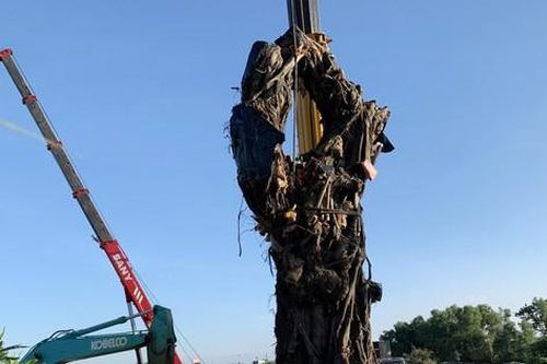 'Cụ' đa hơn 200 tuổi về đứng bên triền núi Bút