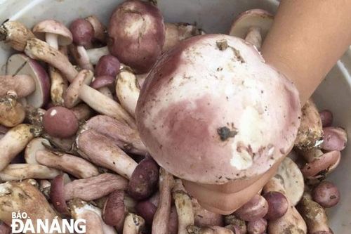 Món ăn dưới cánh rừng tràm