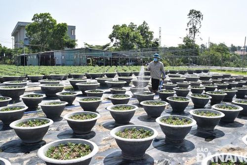 Nông dân nuôi cấy mô, sản xuất hoa cúc phục vụ Tết