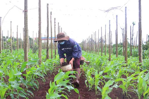 Siết chặt quản lý vật tư nông nghiệp