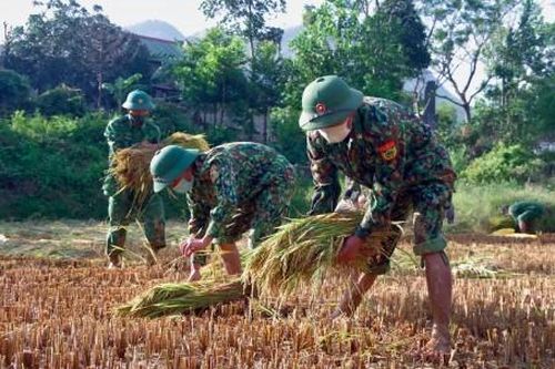 Kinh tế Nông nghiệp - Nông thôn Đồn biên phòng cửa khẩu Hồng Vân giúp người dân thu hoạch lúa