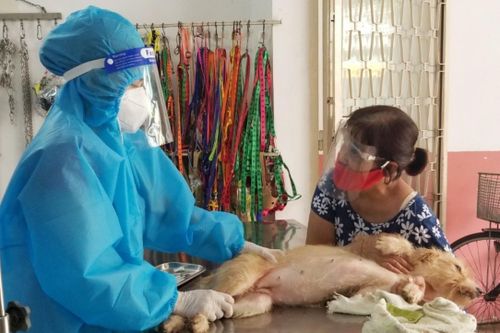 Vội vàng đưa chó, mèo đi khám thú y sau giãn cách