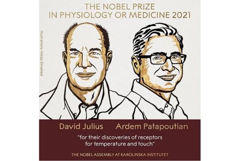 Nobel Y sinh 2021 vinh danh những phát hiện về các thụ thể nhiệt và xúc giác