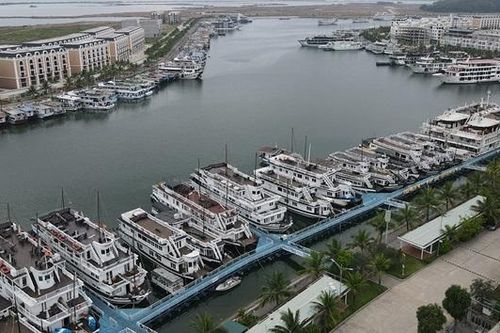 Doanh nghiệp kinh doanh tàu biển du lịch hy vọng khôi phục hoạt động