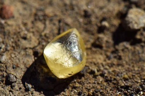 Cặp vợ chồng tìm thấy viên kim cương vàng 4,38 carat khi đi dạo công viên