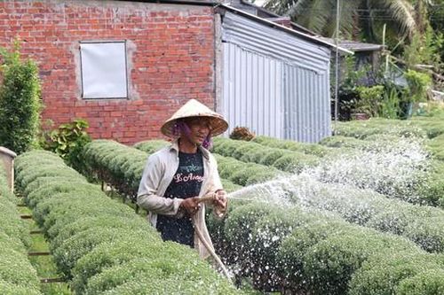Nông dân thấp thỏm vụ hoa Tết