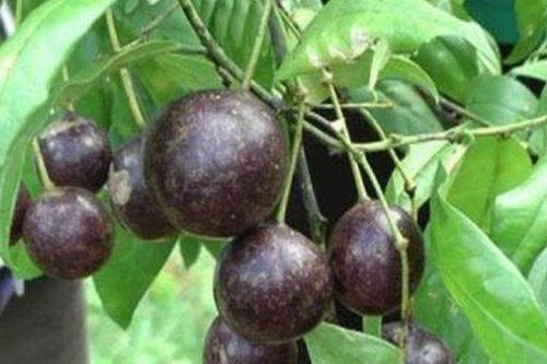 17 trẻ ngộ độc, có 1 trẻ tử vong sau khi ăn quả hồng châu