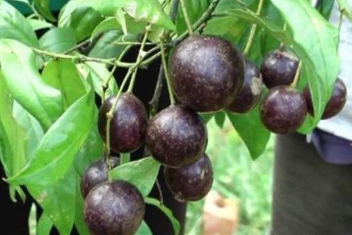 Gần 20 học sinh ngộ độc nhập viện, một bé tử vong do ăn quả Hồng Châu