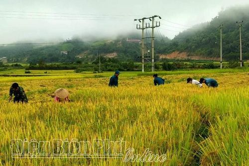 Nậm Pồ được mùa lúa