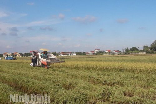 Yên Khánh: Tập trung thu hoạch nhanh gọn diện tích lúa mùa