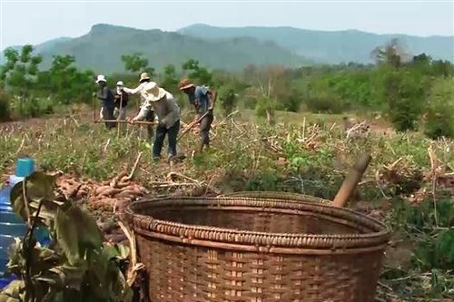Hướng Hóa: Nông dân phấn khởi vì sắn được mùa, được giá