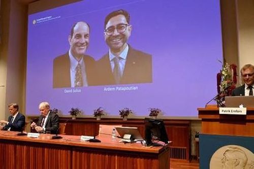 Nobel Y sinh trao cho 2 nhà khoa học Mỹ nghiên cứu thụ thể nhiệt độ và xúc giác