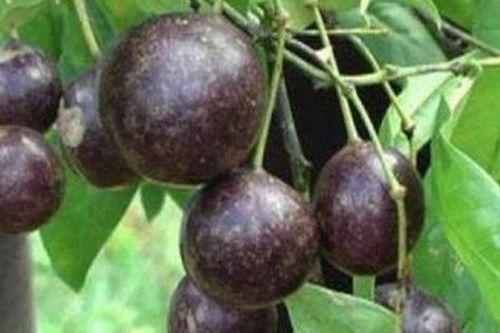 17 học sinh ngộ độc sau khi ăn quả rừng, 1 em tử vong