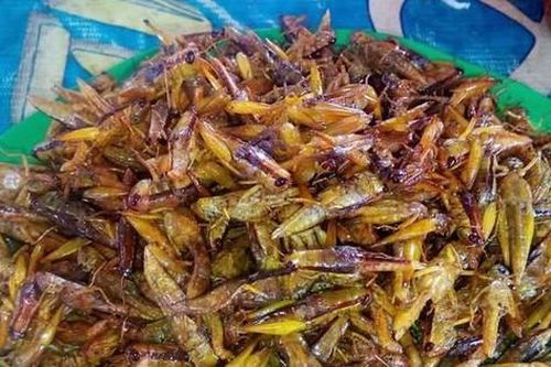 Tôm biết leo cây giá nửa triệu/kg, đặc sản nổi tiếng cả một vùng
