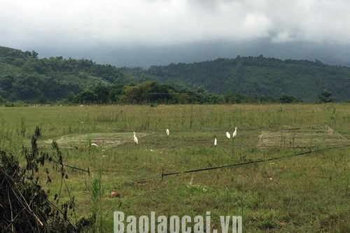 Bát Xát tăng cường kiểm tra, xử lý hành vi săn bắt, kinh doanh các loài chim di cư