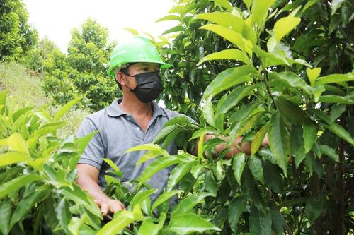 Cát Tiên: Phát triển kinh tế rừng bền vững