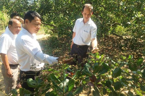 Phước Lộc: Bước chuyển rõ nét trong xây dựng nông thôn mới