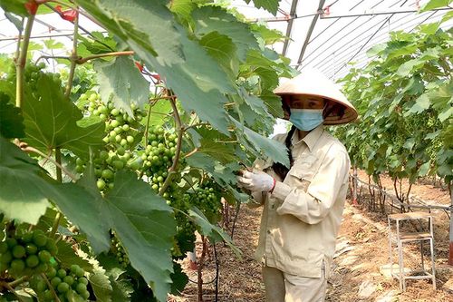 Chuyển biến từ Nghị quyết chuyên đề ở Thanh Ba