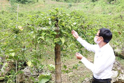 Cần có giải pháp phát triển cây chanh leo bền vững