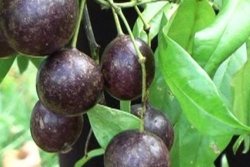 Cảnh báo ngộ độc từ quả dại