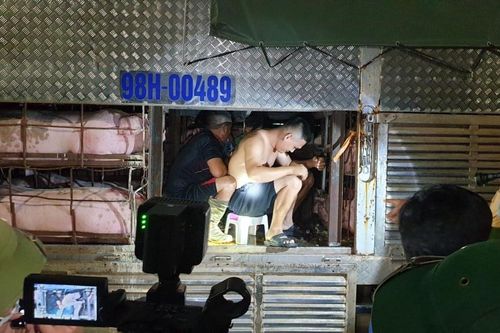 4 người trốn trong thùng xe chở lợn để vượt chốt kiểm soát dịch