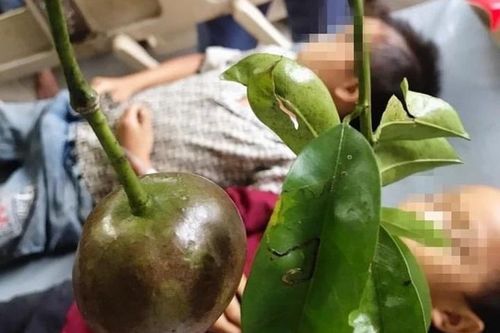 17 học sinh ngộ độc quả hồng trâu: Tiếng chuông cảnh tỉnh với gia đình, nhà trường