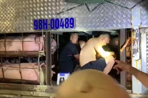 Lái xe giấu 4 người trong thùng chở lợn để 'thông chốt' vào tỉnh Quảng Ninh