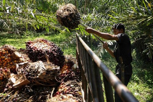 Indonesia cất cánh thử nghiệm chuyến bay dùng xăng trộn dầu cọ