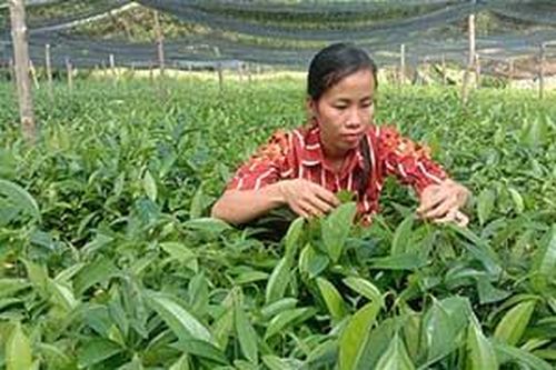 Làm giàu từ ươm giống cây lâm nghiệpTin khácVững vàng trên trận tuyến chống 'giặc lửa'Thông tin về đầu mối liên lạc, ứng trực 24/24 giờ hỗ trợ công dân nước ngoài của Sở Ngoại vụ tỉnh Lạng Sơn