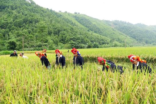 Gam màu sáng trong bức tranh nông nghiệp