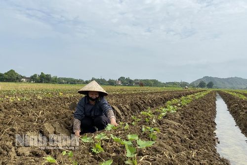 Nông dân Yên Quang tập trung xuống giống cây trồng vụ đông