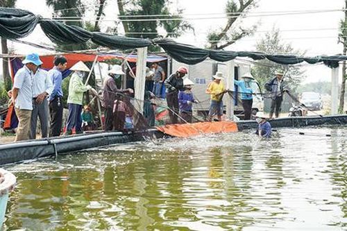 Bảo đảm an toàn thủy sản nuôi trong mùa mưa bão