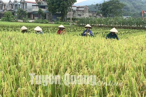 Mở rộng diện tích lúa chất lượng cao gia tăng giá trị sản phẩm