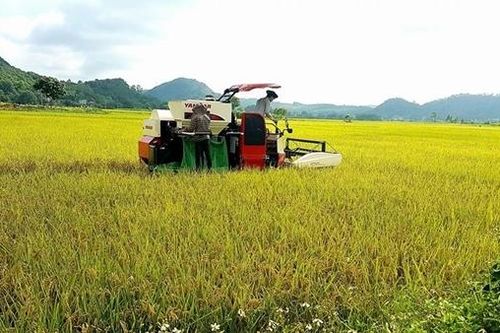 Kẻ thu tiền 'bảo kê' gặt lúa đã bị bắt