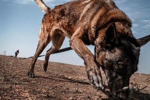 Những chú chó siêu dò mìn ở Iraq