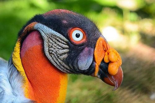 10 loài chim kỳ lạ giống 'người ngoài hành tinh' hơn cả động vật